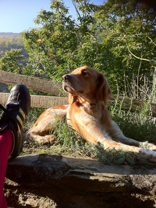 homer the dog at la muse